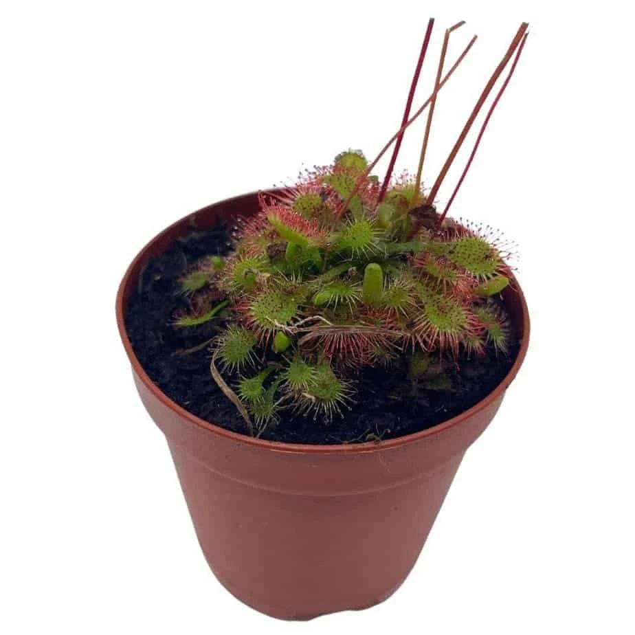 Drosera, Sundews, Rare Carnivorous Plant, In 2 Inch Pot Capensis Cape