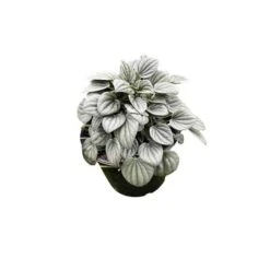 Green Emerald Ripple Peperomia, 6 Inch, Frost Platinum, Carperata Albovittata, Wrinkle Krinkle Leaf