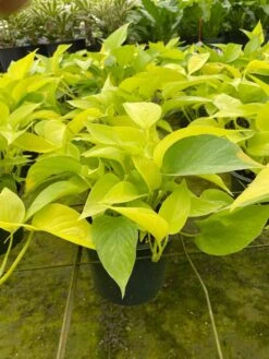 Neon Pothos, 6 Inch, Devil's Ivy, Hunter's Rove