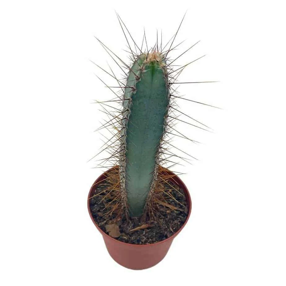Blue Column Cactus, Pilosocereus Azureus, 3 Inch, Square Shaped Blue Torch Columnar Cacti Pachycladus