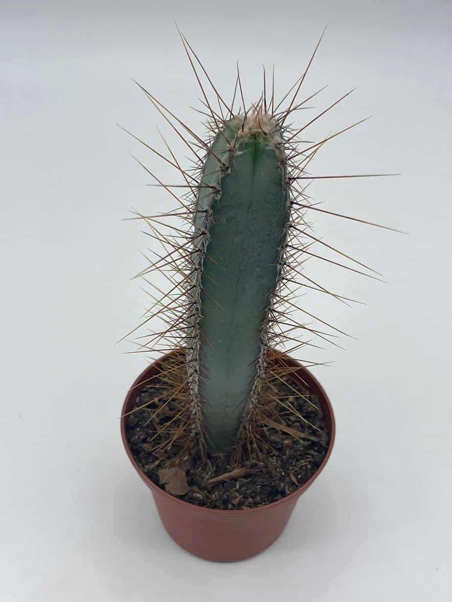 Blue Column Cactus, Pilosocereus Azureus, 3 Inch, Square Shaped Blue Torch Columnar Cacti Pachycladus - Image 6