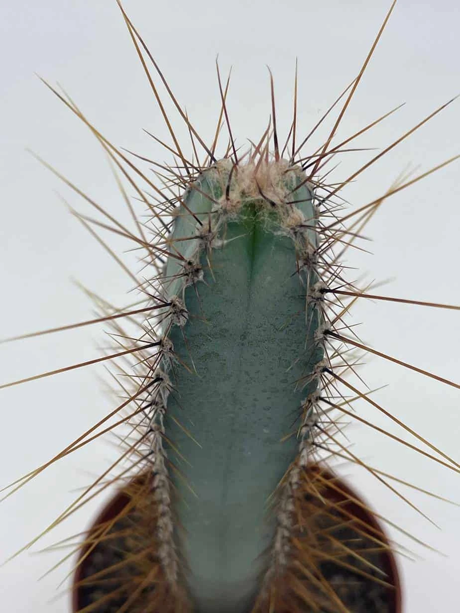 Blue Column Cactus, Pilosocereus Azureus, 3 Inch, Square Shaped Blue Torch Columnar Cacti Pachycladus - Image 4