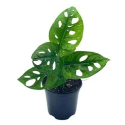 Monstera Adanosii Deliciosa, Swiss Cheese Plant, In A 4 Inch Pot, Split-leaf Philodendron