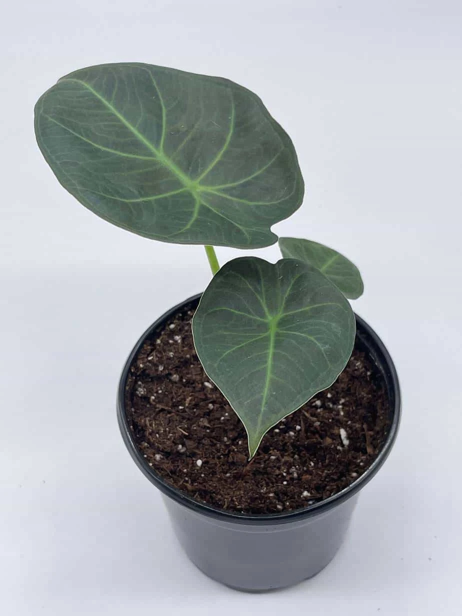 Alocasia Regal Shield, 4 Inch, Very Rare Elephant's Ear - Image 2
