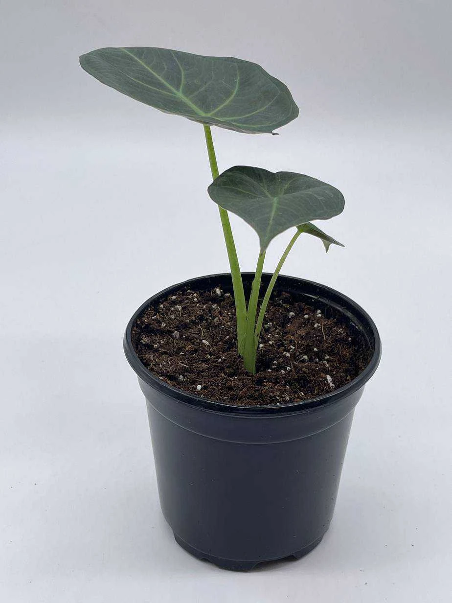 Alocasia Regal Shield, 4 Inch, Very Rare Elephant's Ear - Image 6