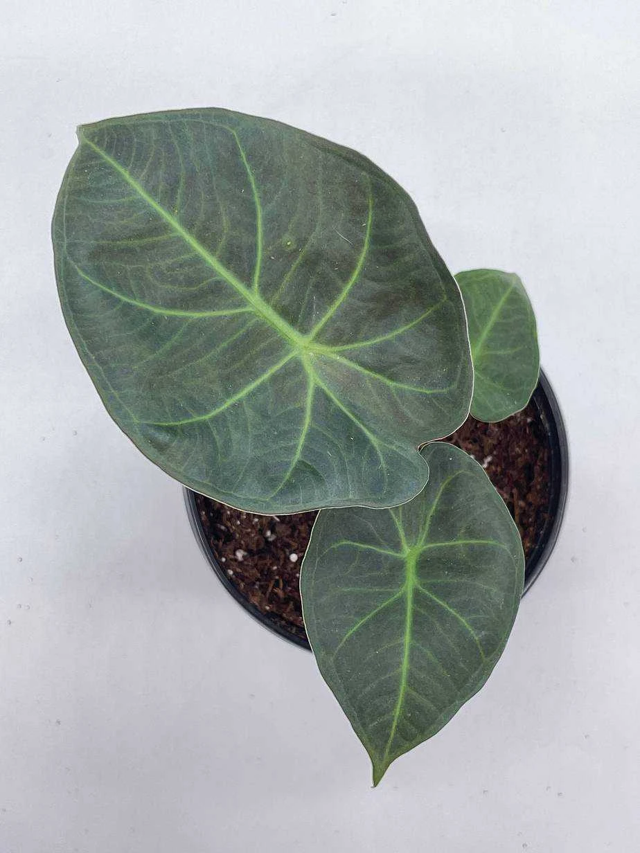 Alocasia Regal Shield, 4 Inch, Very Rare Elephant's Ear - Image 8