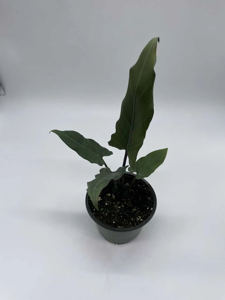 Alocasia Lauterbachiana, 4 Inch Purple Sword, Silver Baroque Elephant Ear - Image 7