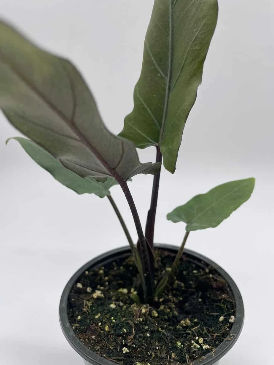 Alocasia Lauterbachiana, 4 Inch Purple Sword, Silver Baroque Elephant Ear - Image 5