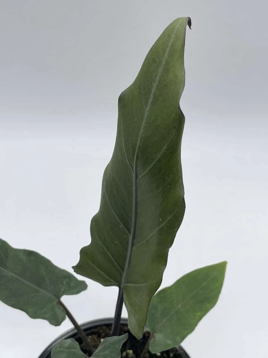 Alocasia Lauterbachiana, 4 Inch Purple Sword, Silver Baroque Elephant Ear - Image 9