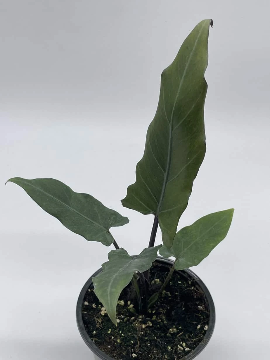 Alocasia Lauterbachiana, 4 Inch Purple Sword, Silver Baroque Elephant Ear - Image 8