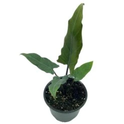 Alocasia Lauterbachiana, 4 Inch Purple Sword, Silver Baroque Elephant Ear