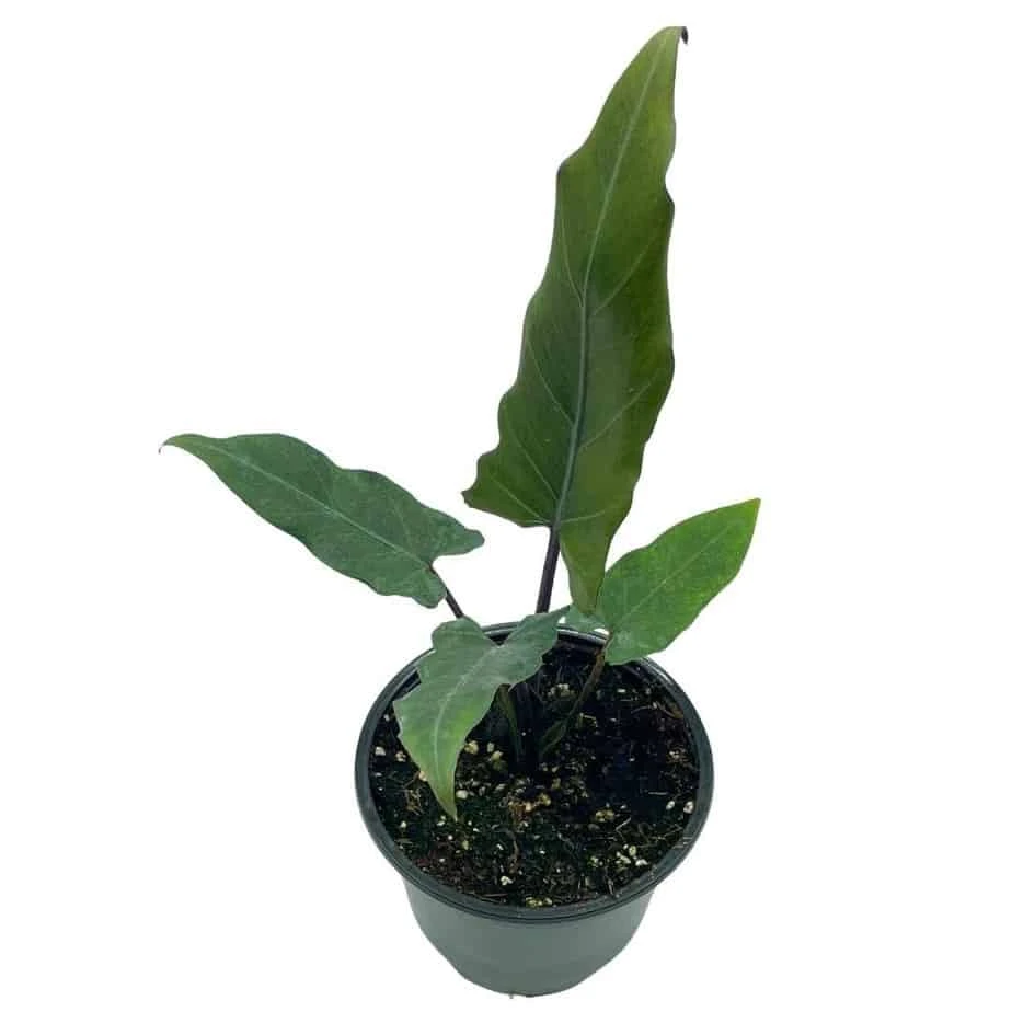 Alocasia Lauterbachiana, 4 Inch Purple Sword, Silver Baroque Elephant Ear