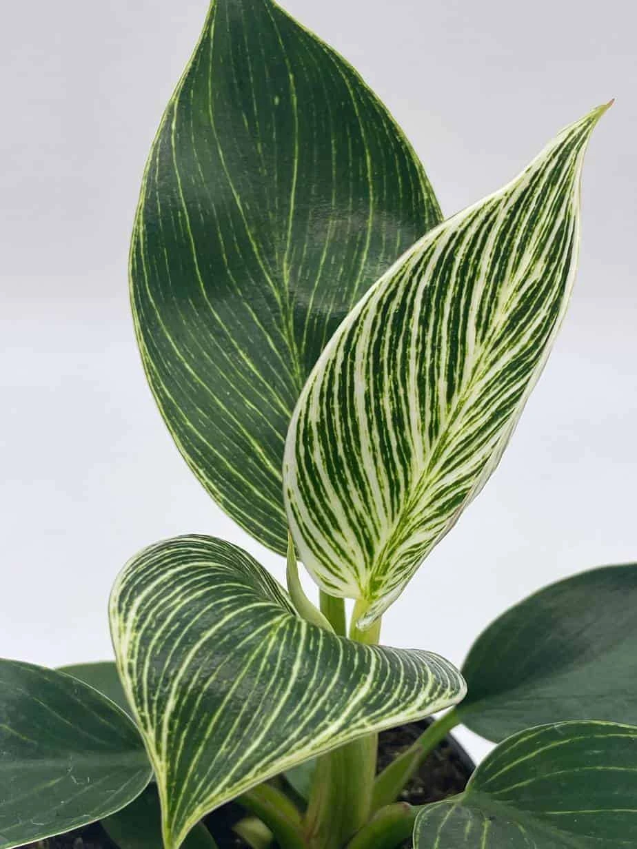 Philodendron Birkin, 4 Inch, White Wave, Mermaid's Tail - Image 3