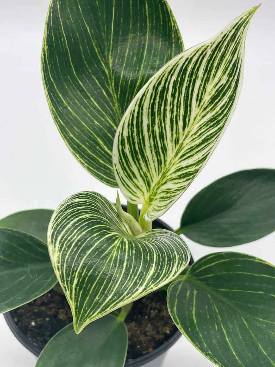 Philodendron Birkin, 4 Inch, White Wave, Mermaid's Tail - Image 2