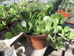 Medium Succulent Plant - Senecio Jacobsenii. This Plant Has Exquisite Coloring.