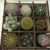 Shadow Box Nine Cacti Planter