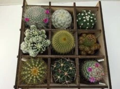 Shadow Box Nine Cacti Planter