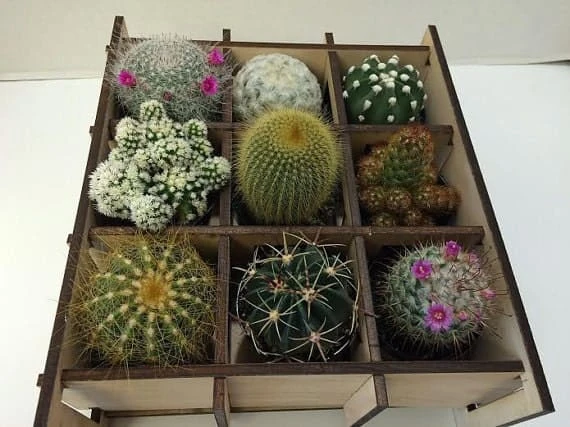 Shadow Box Nine Cacti Planter - Image 3