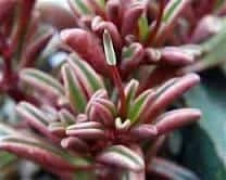 Medium Succulent Plant - Peperomia Graveolens. A Beautifiul Plant With Spectacular Color Contrasts.