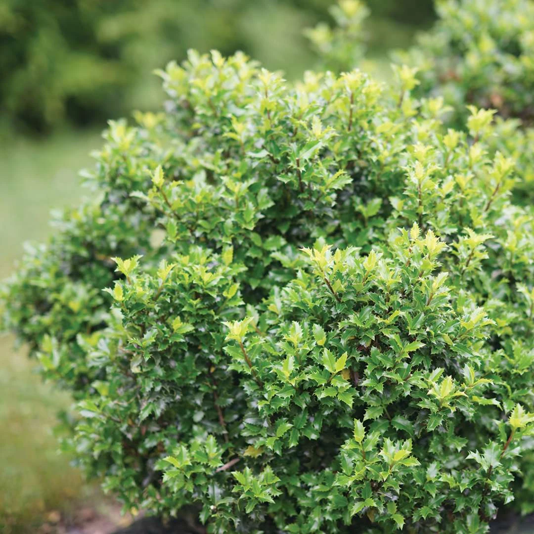 CASTLE KEEP® Blue Holly - Ilex - 4" Pot - Proven Winners - Image 2