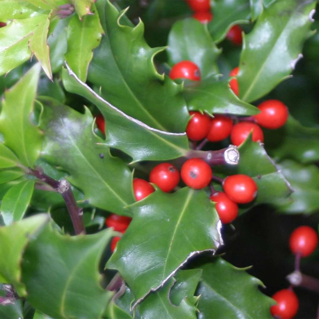 CASTLE KEEP® Blue Holly - Ilex - 4" Pot - Proven Winners - Image 3