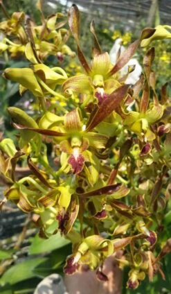 Dendrobium Chan-Chao Comes In 2" Pot