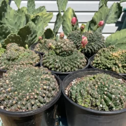 Crested Gymnocalycium Baldianum