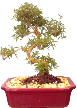 Imported Flowering Serissa Bonsai Tree