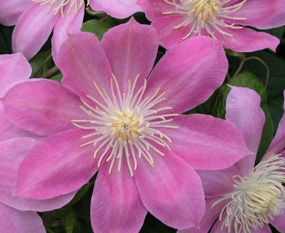 Irene Clematis - Long Lasting Blooms - Creamy Rose Pink Flower - 2.5" Pot
