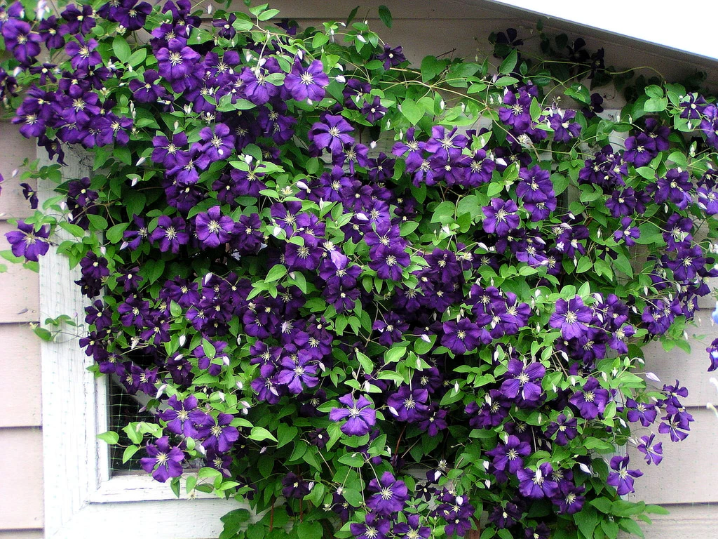 Jackmani Clematis Vine - Velvety-Purple - 2.5" Pot - Image 3