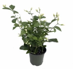 Ohio Grown Arabian Tea Jasmine Plant - Maid Of Orleans - 4" Pot