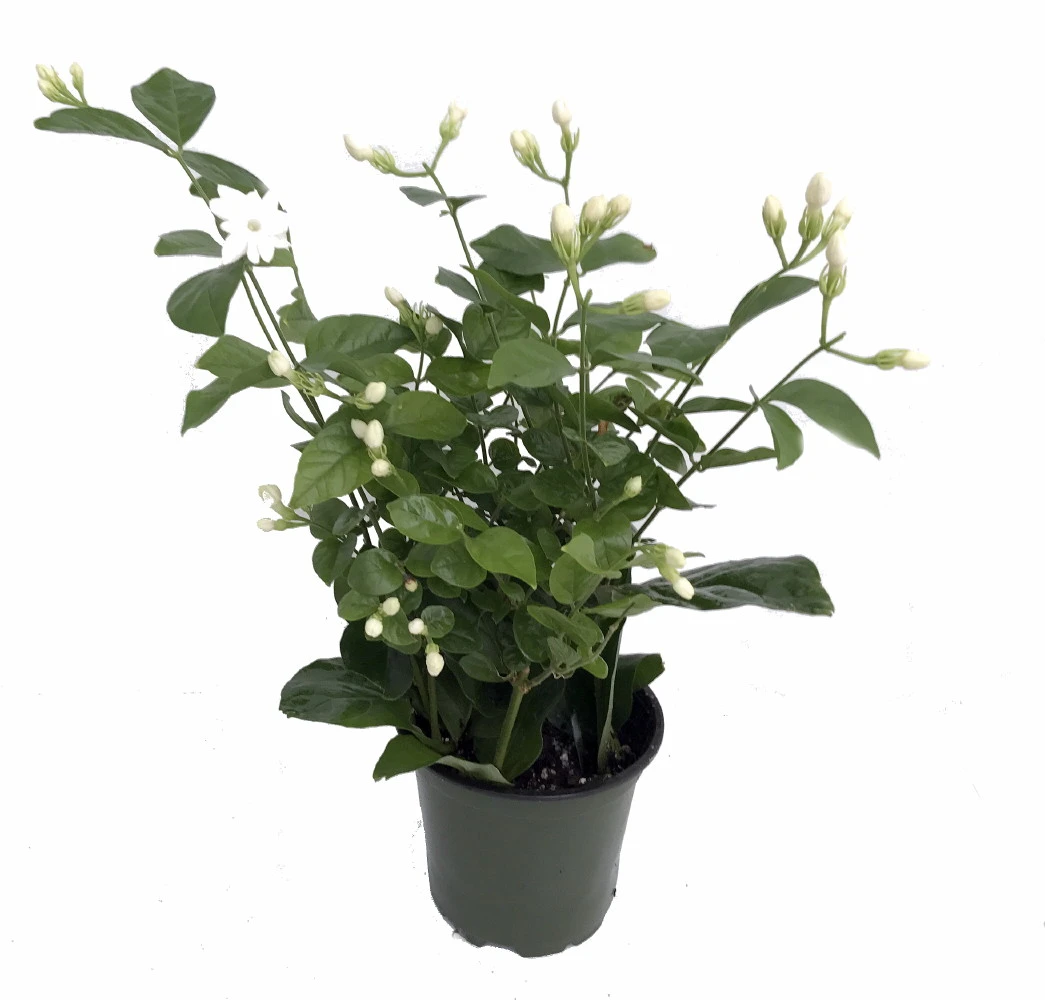 Ohio Grown Arabian Tea Jasmine Plant - Maid Of Orleans - 4" Pot