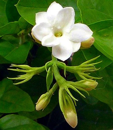 Ohio Grown Arabian Tea Jasmine Plant - Maid Of Orleans - 4" Pot - Image 3