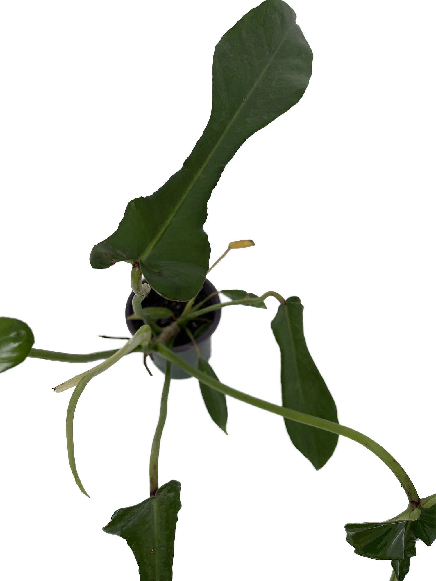 Joepii Philodendron - 4" Pot - Trending/Collector's Series - Image 2