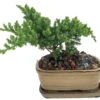 Japanese Juniper Bonsai Plant - 6" X 4" X 2" Ceramic Pot And Saucer