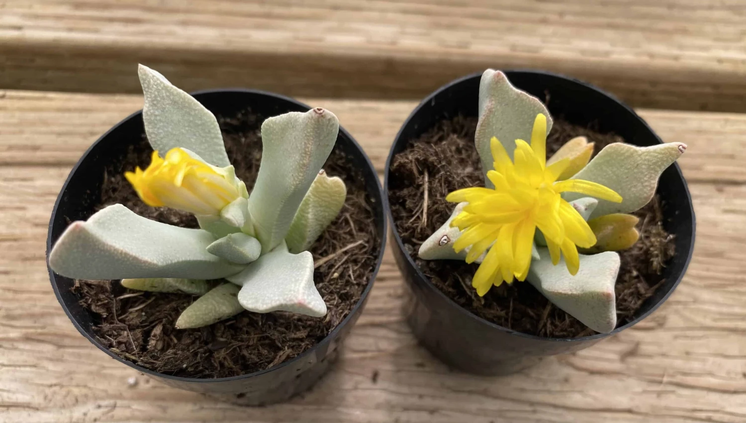 Succulent Plant Small Schwantesia Borcherdsii. - Image 2