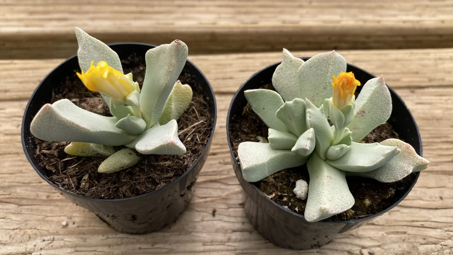 Succulent Plant Small Schwantesia Borcherdsii. - Image 3