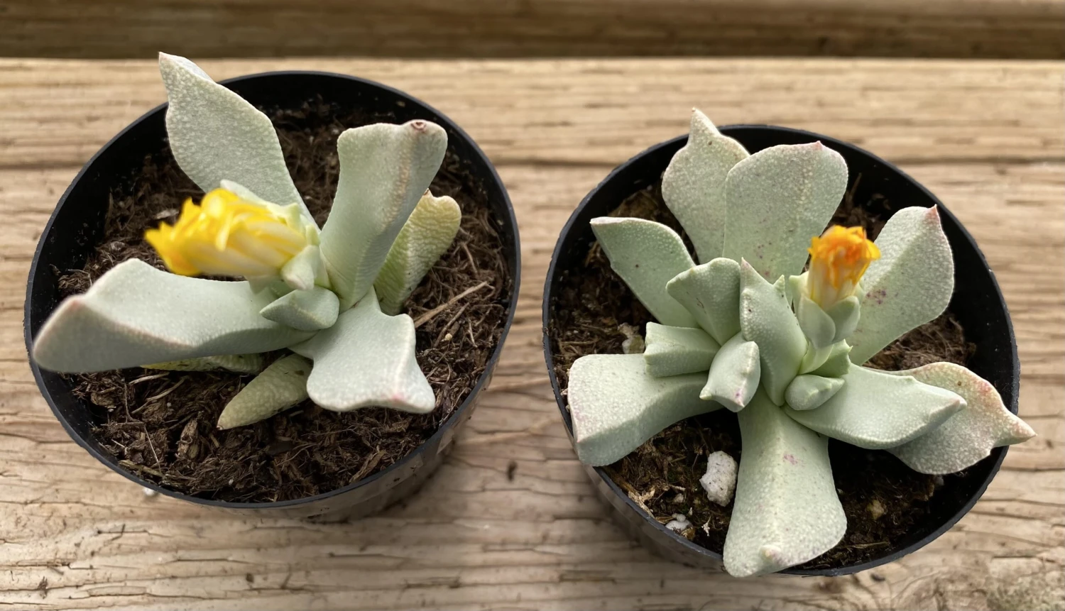 Succulent Plant Small Schwantesia Borcherdsii. - Image 4