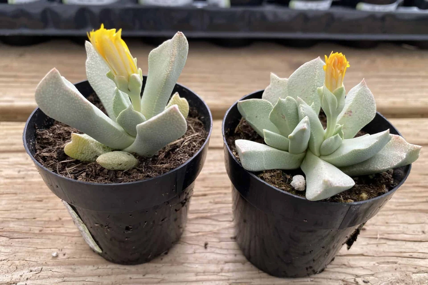 Succulent Plant Small Schwantesia Borcherdsii. - Image 5