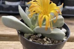 Succulent Plant Small Schwantesia Borcherdsii.