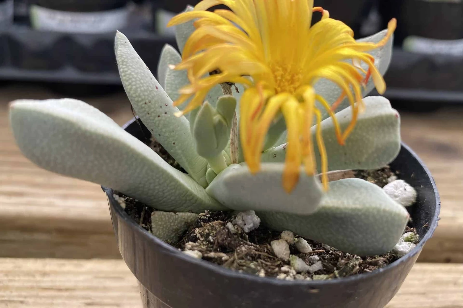 Succulent Plant Small Schwantesia Borcherdsii.