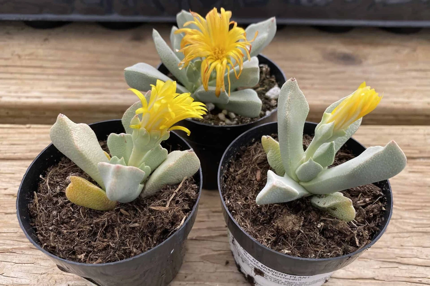 Succulent Plant Small Schwantesia Borcherdsii. - Image 9