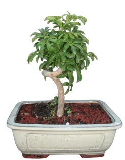 Large Coiled Umbrella Bonsai Tree