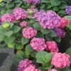LET’S DANCE BIG BAND® PPAF Hydrangea Bush - 4" Pot - Proven Winners