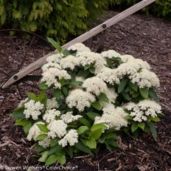 LIL’ DITTY® Viburnum - 4" Pot - White Blooms - Proven Winners