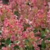 Little Quick Fire® Hydrangea - 4" Pot - Proven Winners