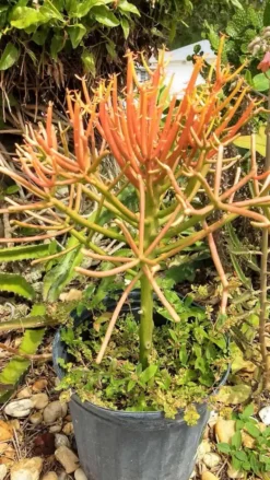 Euphorbia Pencil Firestick Plant Ships Free