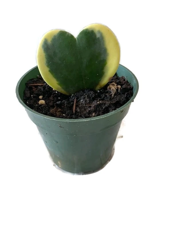 Hoya Sweetheart Variegated Plant Also Know As Hoya Kerrii In A 4 Inch Pot! Non Toxic For Your 4 Legged Pets! - Image 2