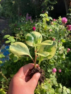 Marble Peperomia Obtusifolia Rubber Plant | Bare Root