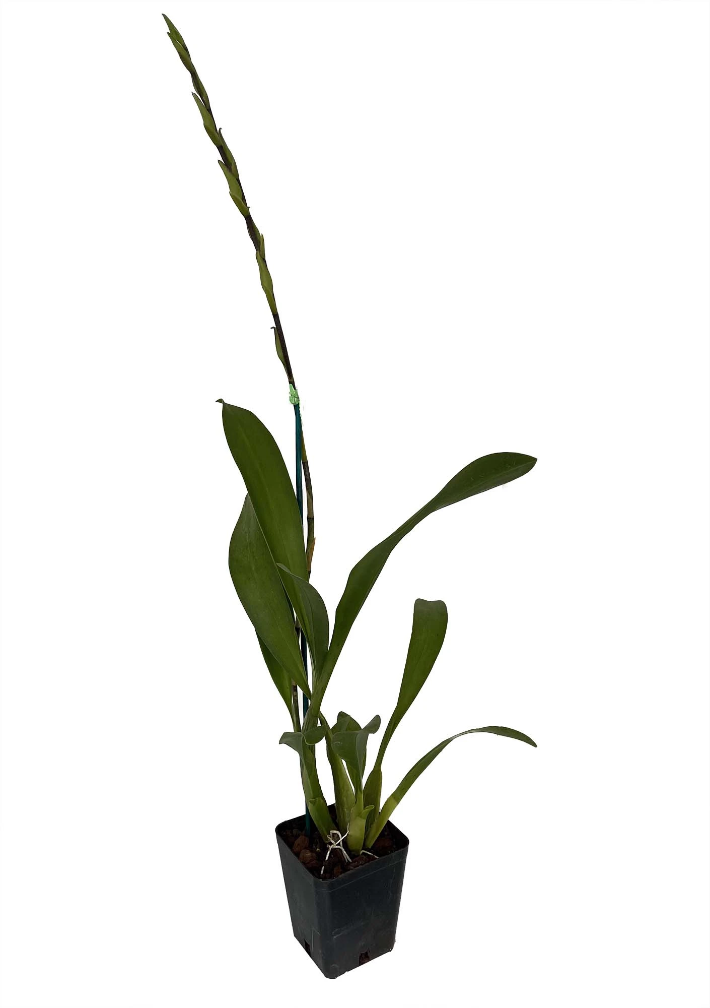 Howard's Dream Orchid - Oncidium Hybrid - Beallara Marfitch - 4" Pot - Image 2